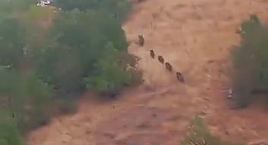 Aç kalan domuz sürüsü yerleşim yerine indi