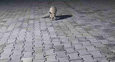 Aç tilki korucu kulübesine geldi, karnını doyurup gitti