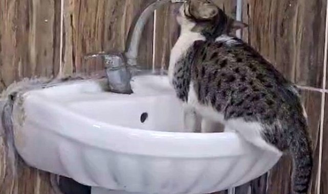 Acil serviste lavaboya çıkan kedi musluğu açıp su içti