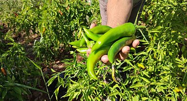 Acısıyla meşhur Kayaca biberinde hasat sona erdi