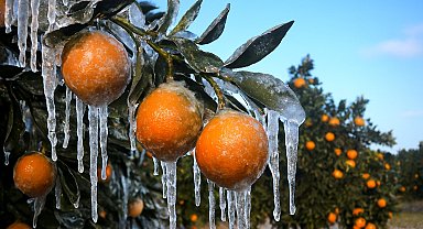 Adana'da üreticilere 717 milyon TL zirai don ödemesi