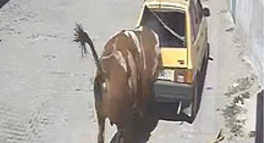 Ahırdan kaçan kızgın boğa, hırsını otomobilden çıkarttı