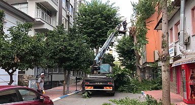 Akdeniz'de ağaçlara sonbahar bakımı