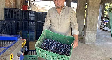 Alaşehir'de zeytinde rekolte düşük, kalite yüksek