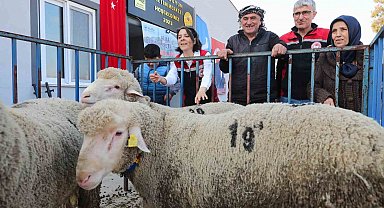 Aliağa Belediyesinden üreticiye damızlık koyun desteği