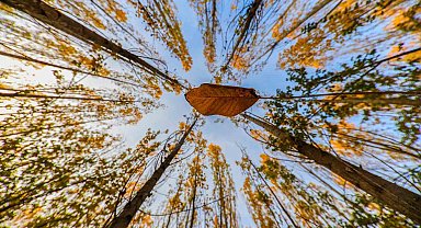 Altın ve kızılın dansı: Erzincan'ın dağları sonbahar güzelliğiyle büyülüyor
