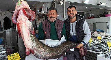 Altınkaya Barajı'nda 85 kiloluk dev yayın balığı yakalandı