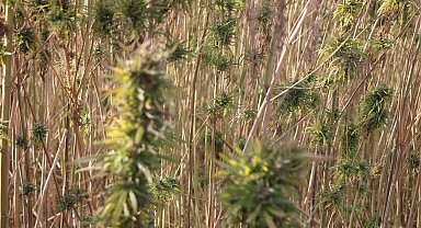 Amasya'da kenevirde hayal kırıklığı: Kenevir ekim alanı 6 bin 500 dekardan 850 dekara düştü