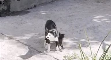 Anne kedinin çukur başındaki nöbeti duygulandırdı