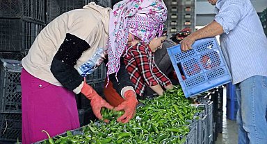 Antalya'da Eylül'de sebze miktarı yüzde 10 arttı