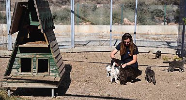 Antalya'da sokak hayvanlarına 724 bakım ve rehabilitasyon