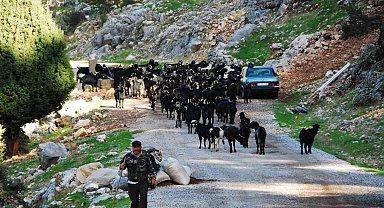 Antalya'da Yörüklerin 4 aydır kaldıkları yaylalardan dönüşleri başladı