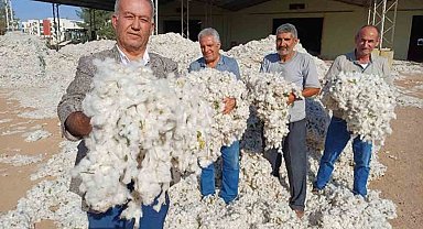 Araban Ovası'nda makinalı pamuk hasadı buruk başladı