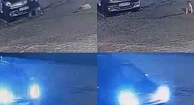 Aracın üzerinden geçtiği köpek telef oldu