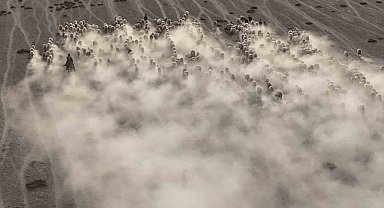 Arazide ilerleyen koyun ve kuzuların toz bulutlarıyla görüntüsü görsel şölen sundu
