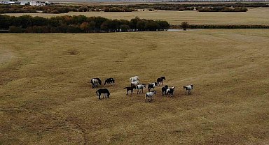 Ardahan'ın vahşi güzelliği: Yılkı atları dron ile görüntülendi