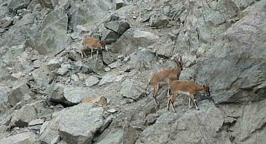 Artvin'de dağ keçileri drone kamerasına yansıdı