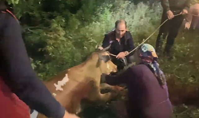Artvin'de uçuruma düşen inek itfaiye ekiplerinin zorlu operasyonuyla kurtarıldı