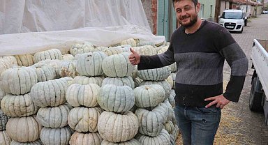 Ata tohumu ile üretilen Eskişehir'in meşhur kabağının hasadı başladı