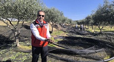 Aydın, zeytincilikte Türkiye'nin zirvesinde