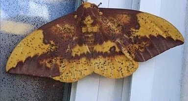 Aydın'da kelebeğin sırtındaki insan silüeti dikkat çekti