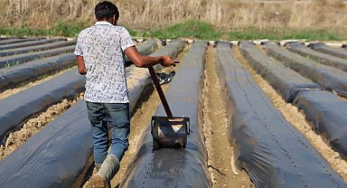 Aydın'da kış çileği hazırlıkları başladı