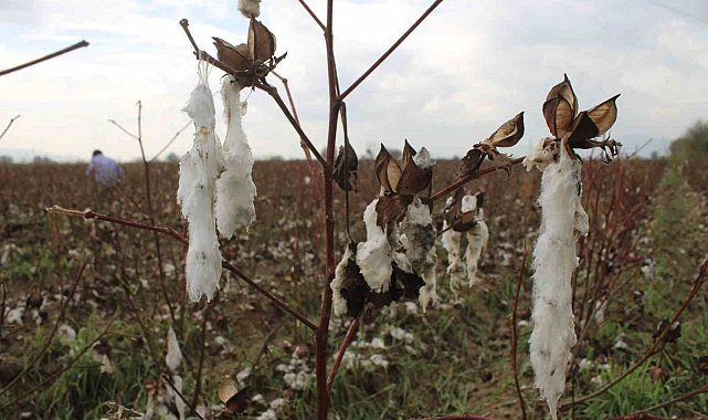 Aydın'da pamuk tarlalarını dolu vurdu