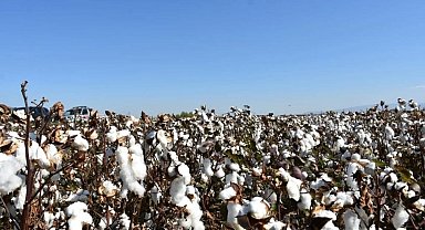Aydın'da pamuk üreticilerine uyarı