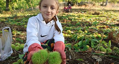 Aydın'ın dağlarında hareketlilik başladı, kestane üreticilerini hasat telaşı sardı