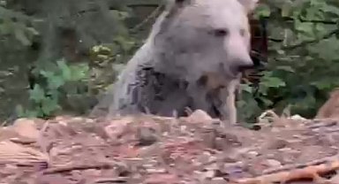 Ayıyla sohbeti gülümsetti: "Selamın aleyküm kanka, cips vereyim mi"