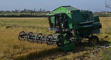 Bafra Ovası'nda çeltik hasadı yüzleri güldürüyor