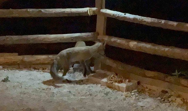Bahçesine giren tilkileri elleriyle besliyor