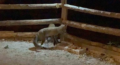 Bahçesine giren tilkileri elleriyle besliyor