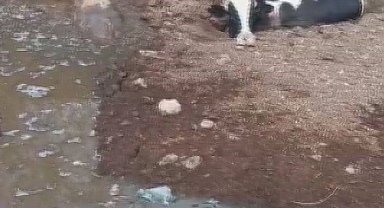 Balçığa saplanan 3 inek zorlu çalışmayla kurtarıldı