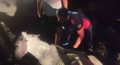 Balçığa saplanan eşek vinçle kurtarıldı