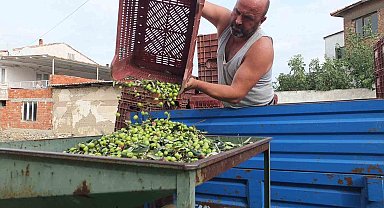 Balıkesir'de elekler kuruldu yeşil zeytin hasadı başladı