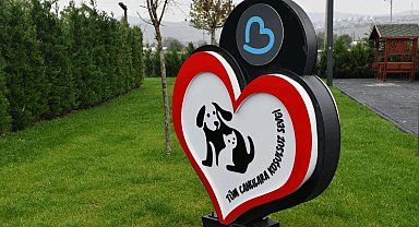 Balıkesir'de can dostlar Büyükşehir eliyle güvende