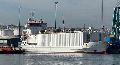 Bandırma ahır kokulu günlerine geri döndü