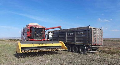 Bandırma Merinos'ta ayçiçeği hasadı tamamlandı