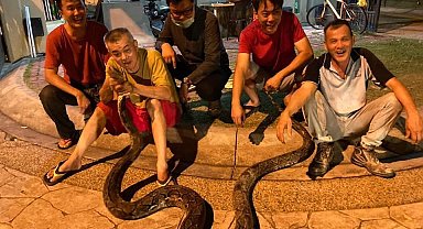 Bangkok'ta yılda 30 binden fazla yılan yakalanıyor