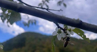Bartın'da ağaçlar bir yılda ikinci kez çiçek açtı