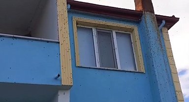 Bartın'da kahverengi kokarca istilası kabusa dönüştü