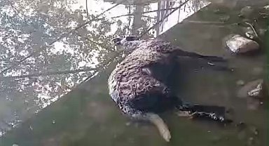 Başıboş köpekler koyunları telef etti