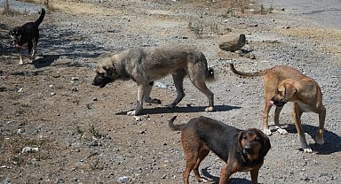 Başıboş köpekler yaban hayatı ve trafik güvenliğini tehdit ediyor