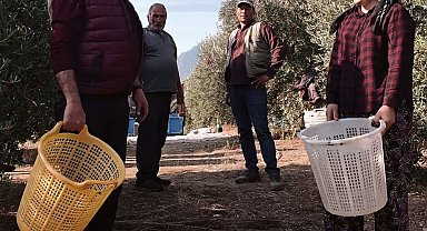 Başkan Öküzcüoğlu çiftçilerle birlikte zeytin hasadı yaptı