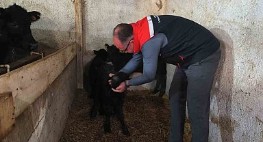 Bayburt'ta etçi ırk damızlık hayvan kontrolleri yapıldı