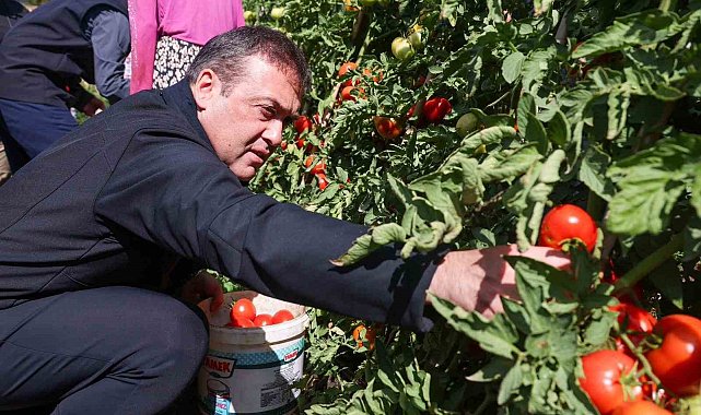 Bilecik'te 14 bin 400 dekar alanda sofralık, 2 bin 608 dekar alanda salçalık domates üretimi yapılıyor