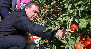 Bilecik'te 14 bin 400 dekar alanda sofralık, 2 bin 608 dekar alanda salçalık domates üretimi yapılıyor