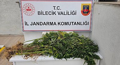 Bilecik'te kenevir operasyonu