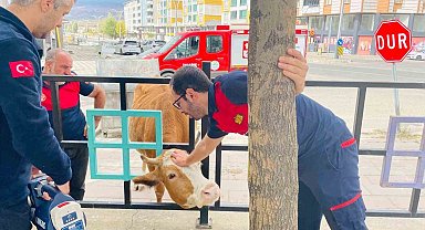 Bingöl'de demir korkuluklara sıkışan inek kurtarıldı